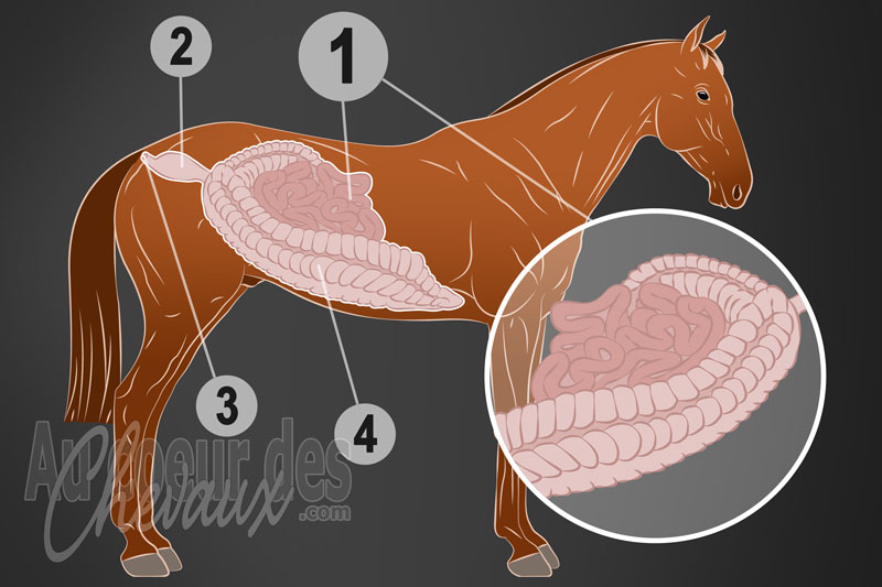L'Intestin gr�le du cheval, anatomie, processus enzymatiques et dynamique du transit