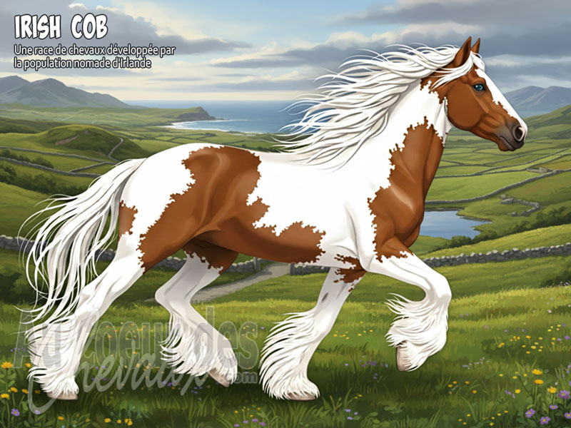 Le Cheval Irish Cob, le fier compagnon des � gens du voyage �