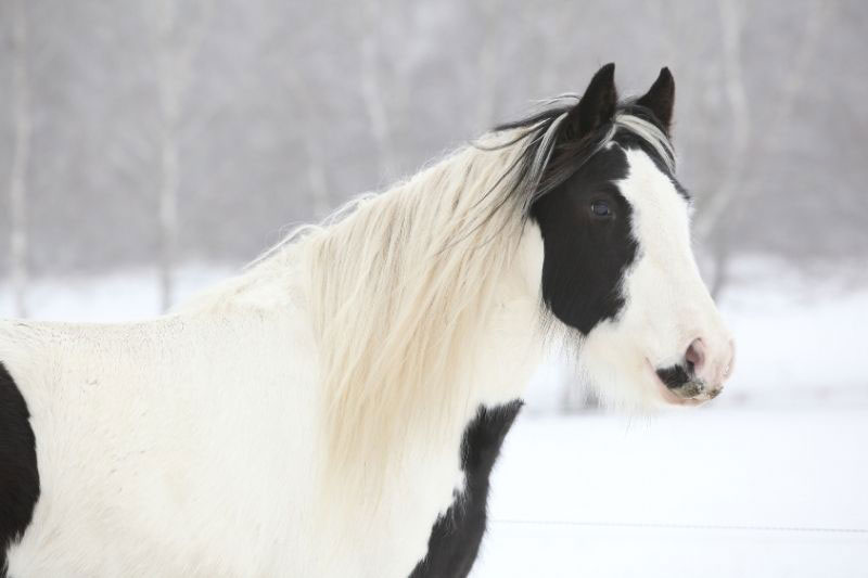 Une vue de la t�te du Cheval Irish Cob