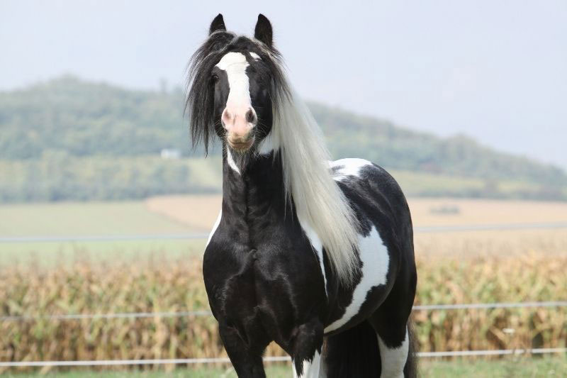 Une vue de la t�te du Cheval Irish Cob