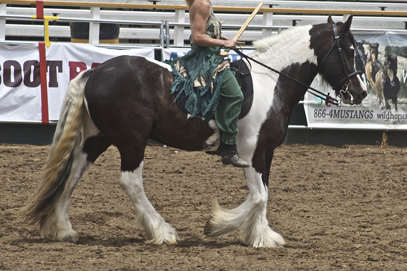 Une vue du Cheval Irish Cob avec un cavalier sur son dos