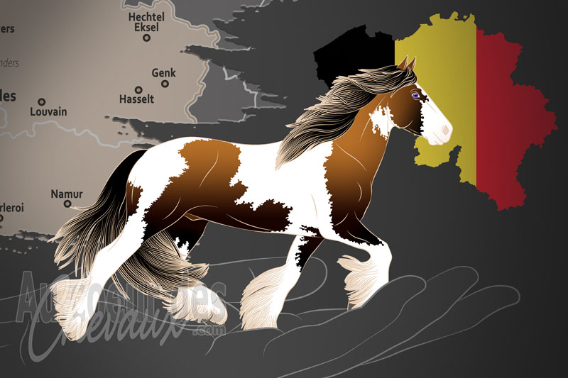 La Soci�t� Irish Cob de Belgique, une organisation qui g�re le cheval irish cob en belgique