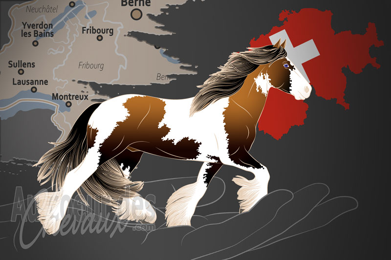 La Soci�t� Suisse du Cheval Cob Irlandais, une organisation qui g�re le cheval irish cob en suisse