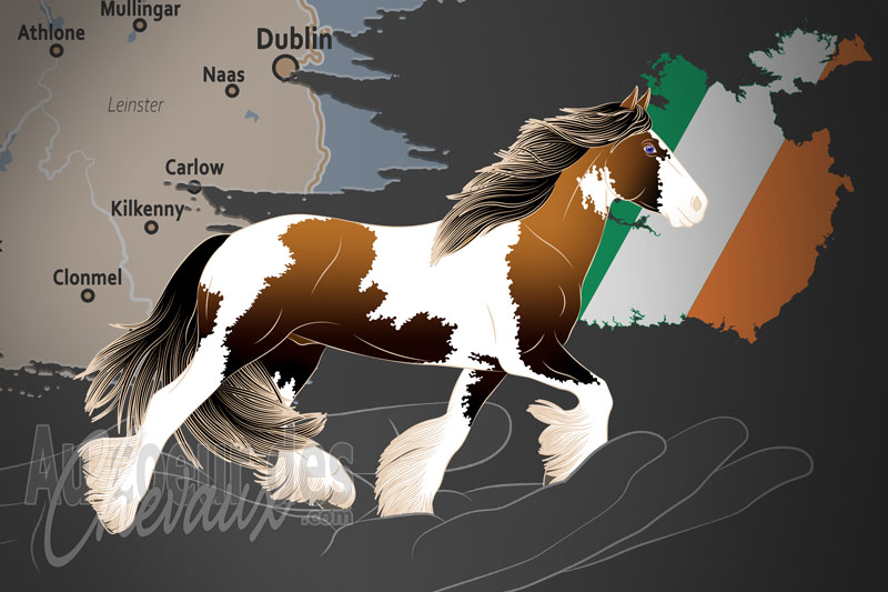L'Association d'�levage des Chevaux Irlandais, une organisation qui g�re plusieurs races de chevaux d'irlande
