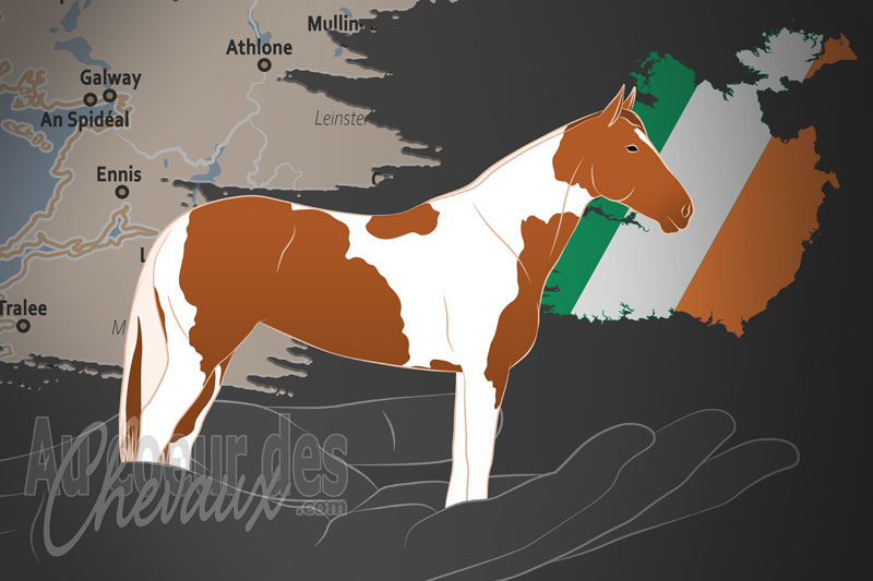L'Association des Chevaux Pintos et Tachet�s d'Irlande, un organisme de gestion de l'irish piebald and skewbald en irlande