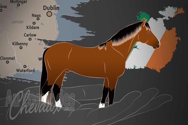 La Soci�t� du Poney Irlandais, un organisme de gestion du poney irlandais en irlande