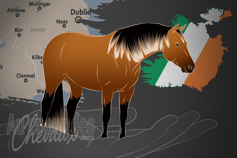 L'Association Irlandaise des Chevaux de Race Quarter Horse, une organisation qui g�re le quarter horse en irlande