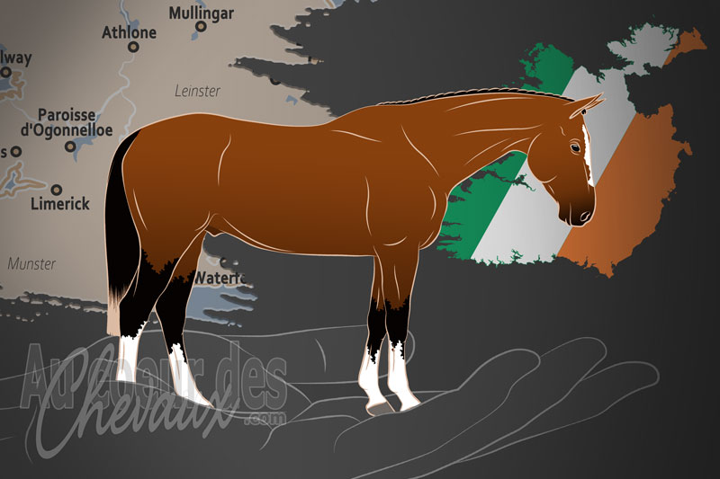 Le Sang Chaud Irlandais WSI, une organisation qui g�re le cheval de sport irlandais en irlande