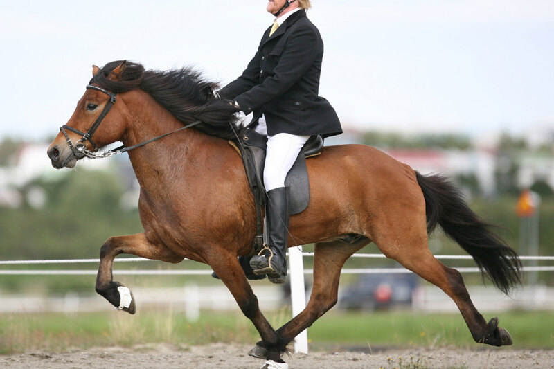 Le cheval Islandais et un cavalier