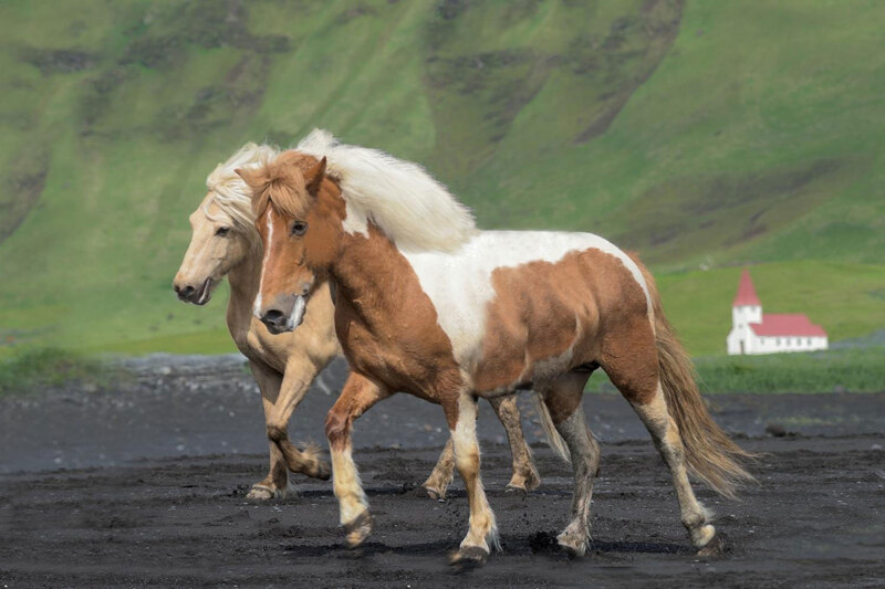 Le cheval Islandais qui marche