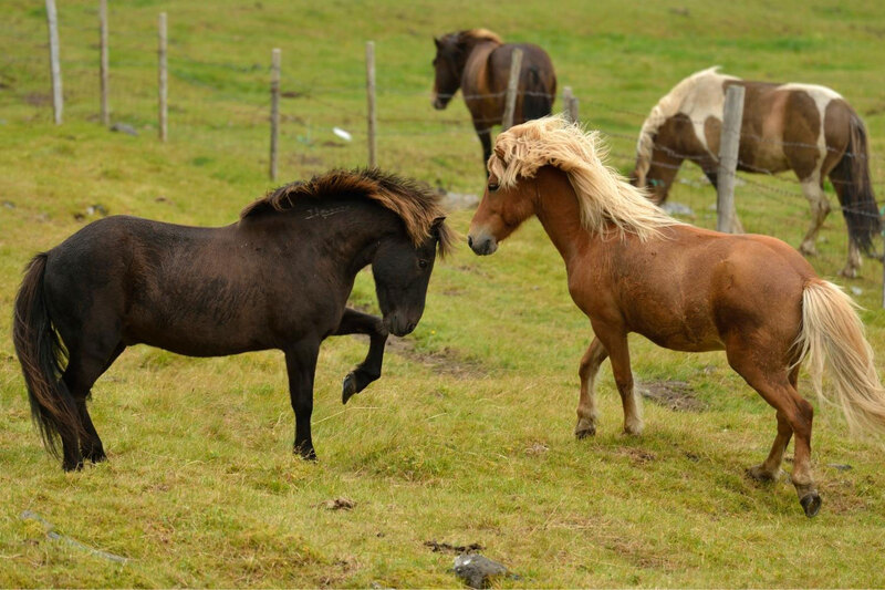 Un cheval Islandais au p�turage
