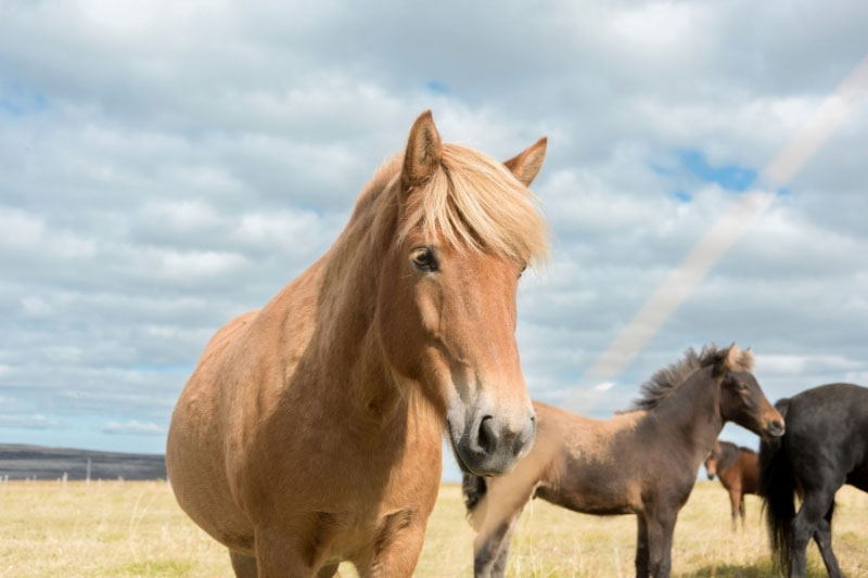 Une vue de la t�te du Cheval Islandais