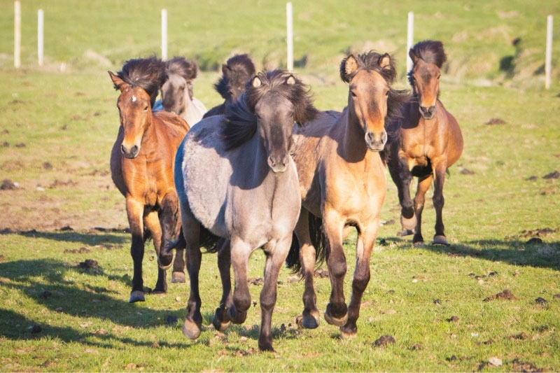Une vue du Cheval Islandais qui trotte