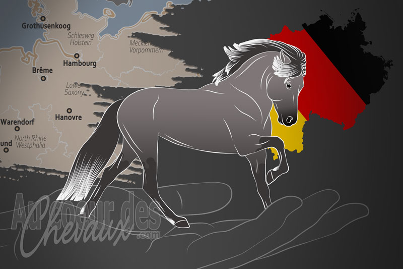 L'Islandpferde Reiter und Z�chterverband e.V. un organisme de race en Allemagne