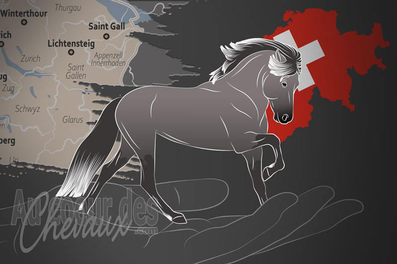 L'Islandpferde Vereinigung Schweiz un organisme de race en Suisse