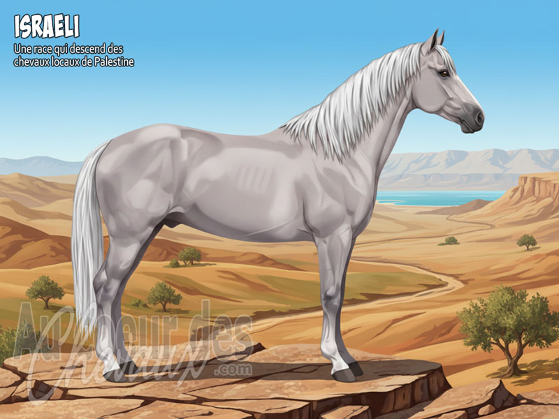 Le Cheval Israeli, une synth�se entre tradition mill�naire et s�lection moderne