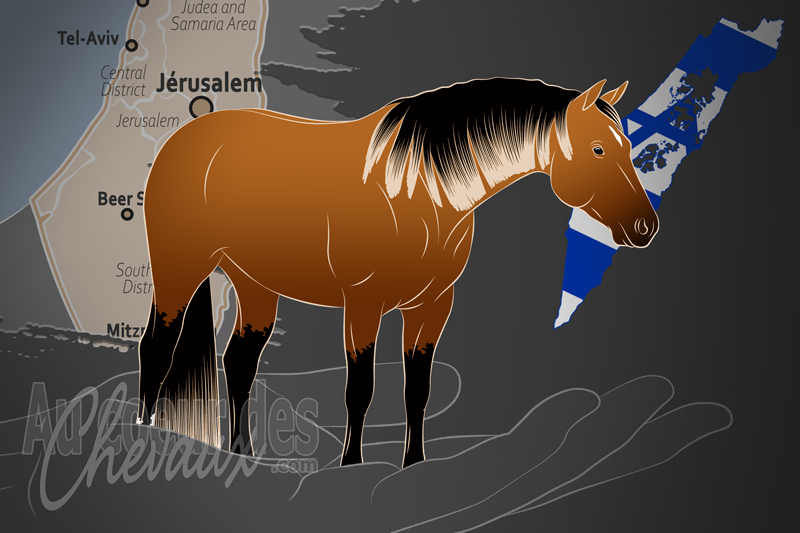 L'Israeli Quarter Horse Association un organisme de race � Isra�l