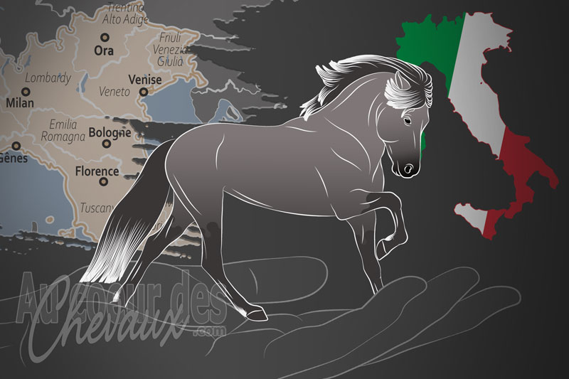 L'Italienischer Islandpferde Amateursportverein un organisme de race en Italie