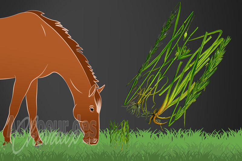 L'Ivraie enivrante et le cheval, risques toxicologiques et impact neurologique chez le cheval