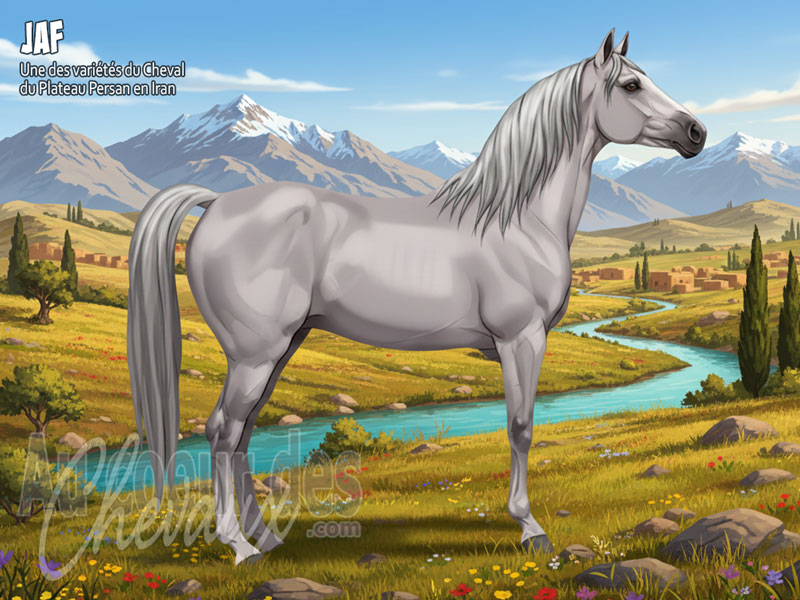 Le Cheval Jaf, le fier destrier des montagnes du kurdistan