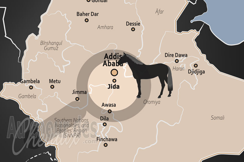 Jida, le cheval au c?ur de la vie et de la culture des hauts plateaux d'oromia