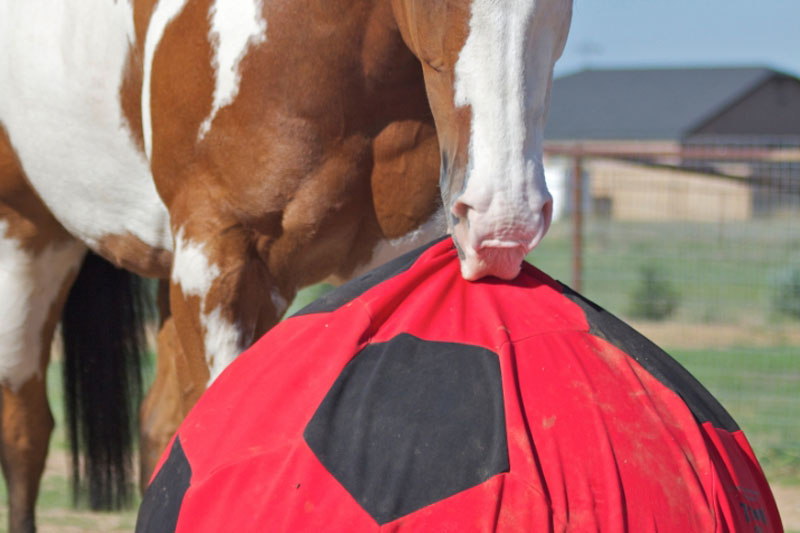 Un cheval avec un ballon dans la bouche
