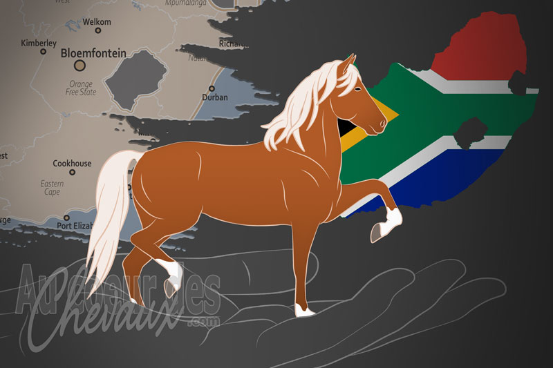 La Soci�t� du Cheval Boer du Cap, un organisme de gestion du boer du cap en afrique du sud