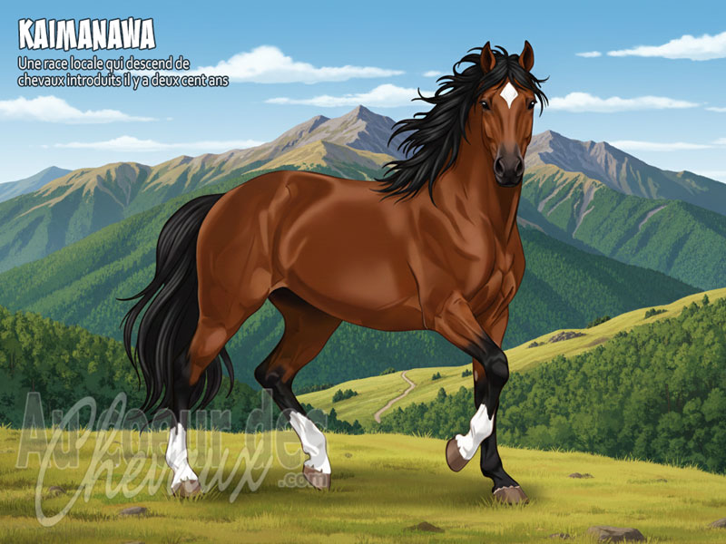 Le Cheval Kaimanawa, le cavalier sauvage de nouvelle-z�lande