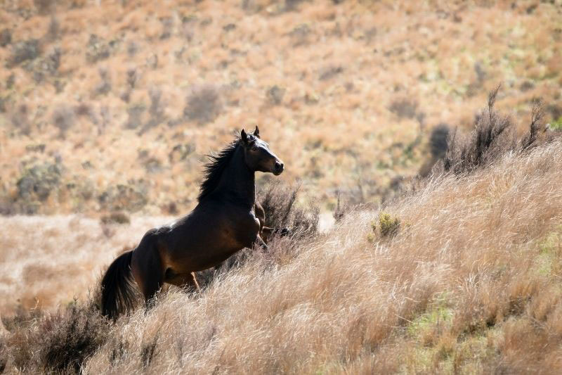 Une vue du Cheval Kaimanawa au galop