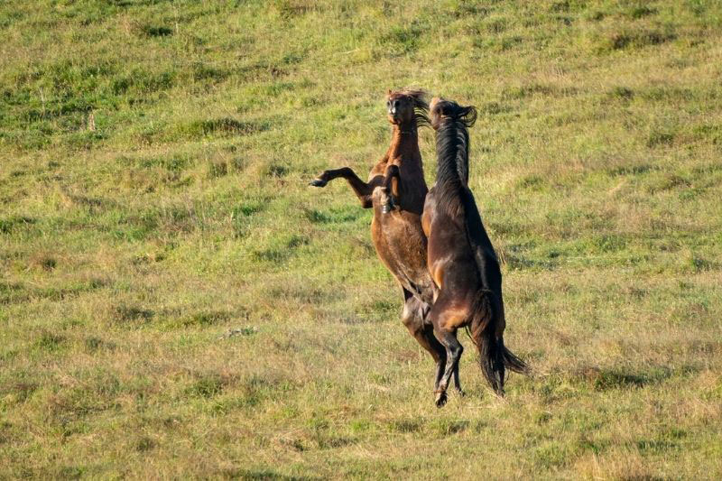 Une vue du Cheval Kaimanawa en libert�