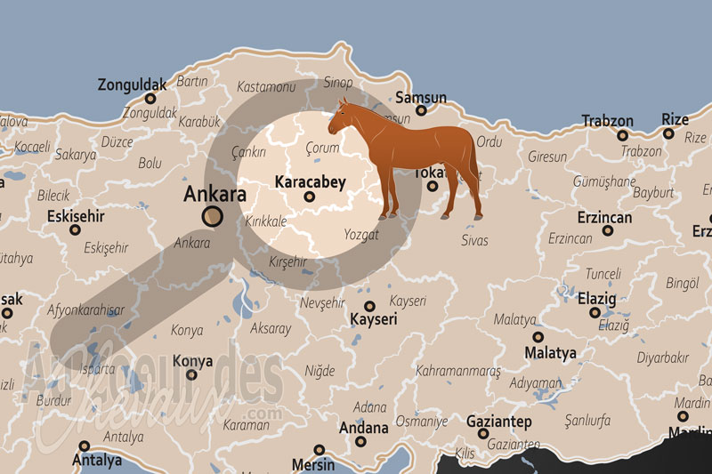 Karacabey, le berceau historique et le c?ur battant de l'�levage �quin en turquie