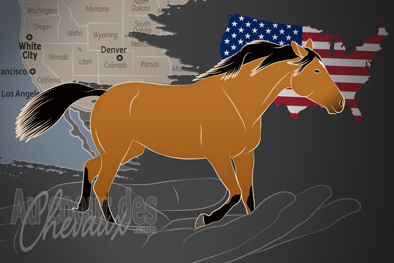 Le Kiger Horse Association and Registry un organisme de race aux �tats Unis