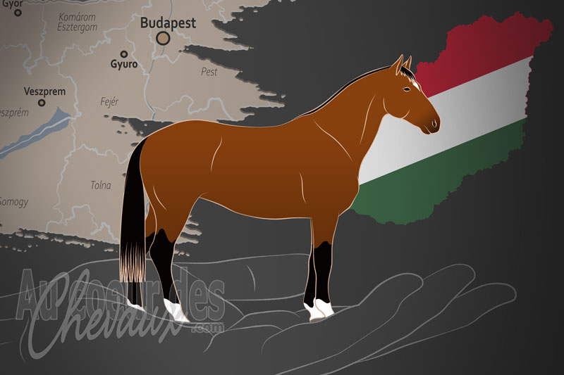 L'Association Nationale de l'�levage de Chevaux de Sang de Kisb�ri, un organisme de gestion du kisber felver en hongrie