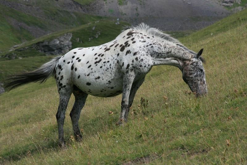 Une vue du Cheval Knabstrup au p�turage