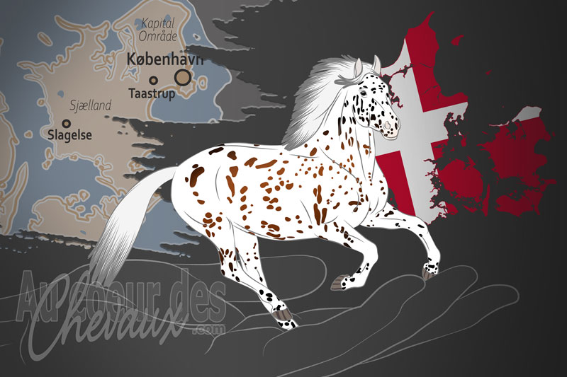 L'Association du Cheval Knabstrup du Danemark, une organisation qui g�re le cheval knabstrup au danemark