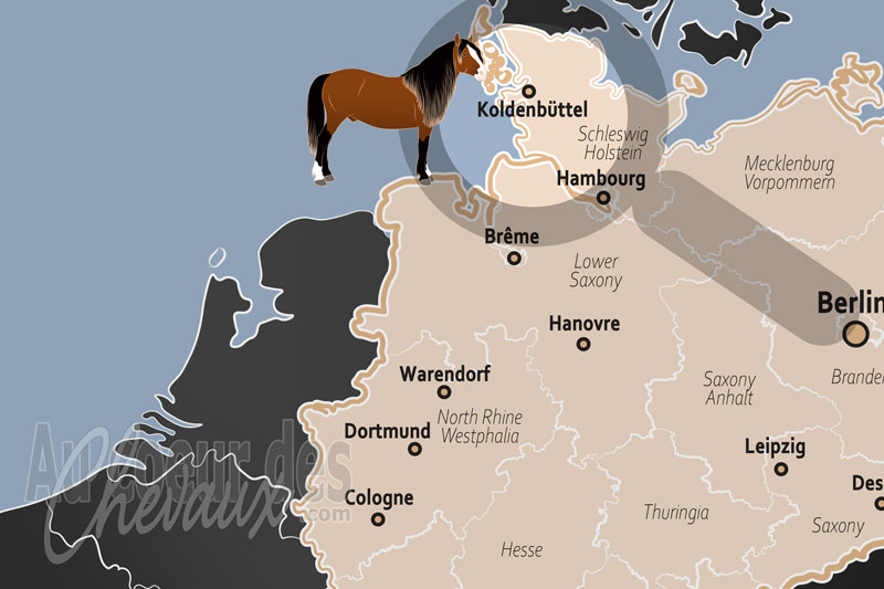 Koldenb�ttel, l'excellence �questre au c?ur des marais du schleswig-holstein