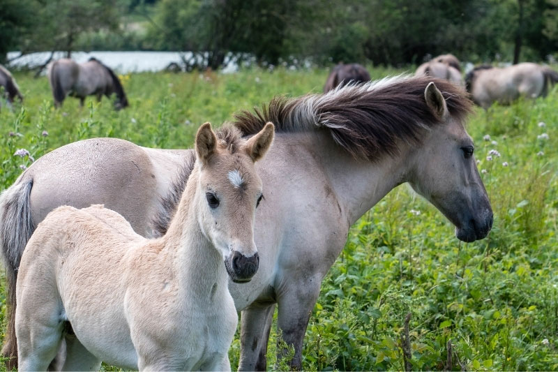 Une vue de la jument et du poulain du Cheval Konik