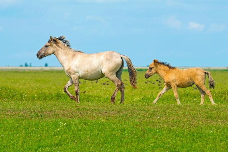 Une vue de la jument et du poulain du Cheval Konik