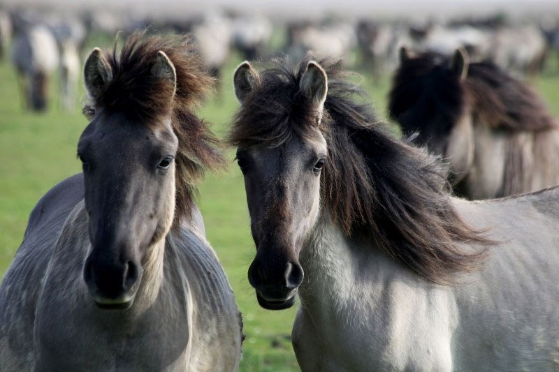 Une vue de la t�te du Cheval Konik