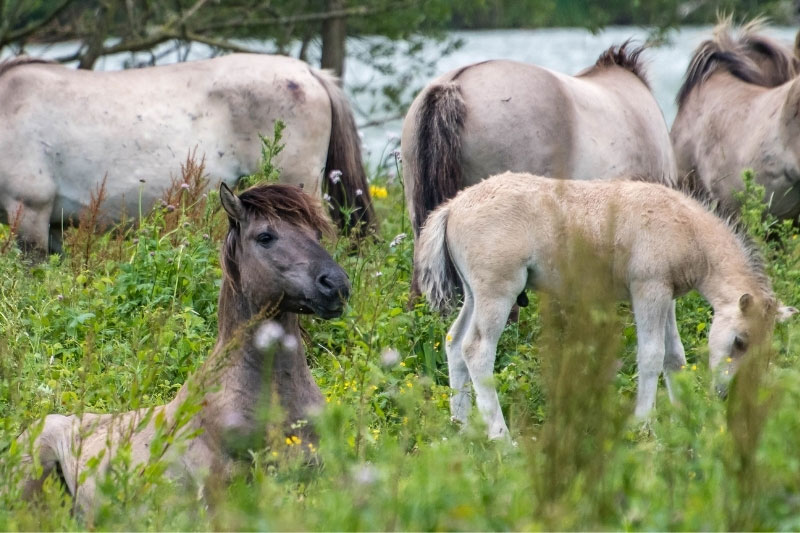 Une vue du Cheval Konik au p�turage