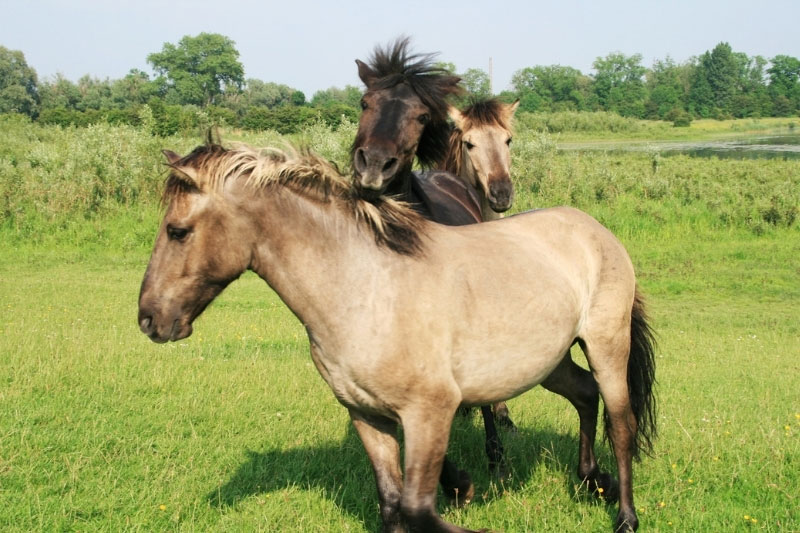 Une vue du Cheval Konik en libert�