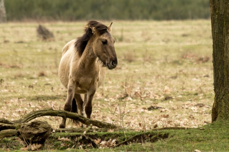 Une vue du Cheval Konik en libert�