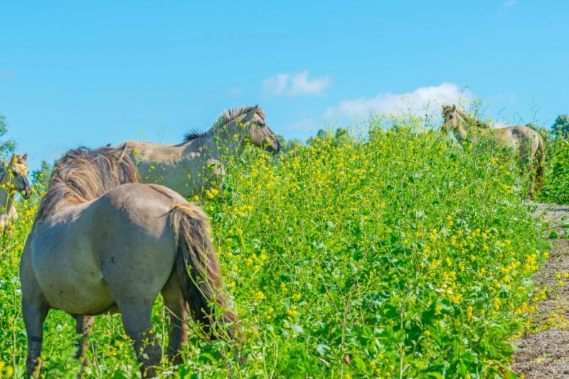 Une vue du Cheval Konik en libert�