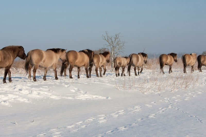 Une vue du Cheval Konik qui marche