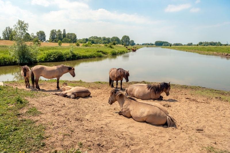 Une vue du Cheval Konik qui se repose