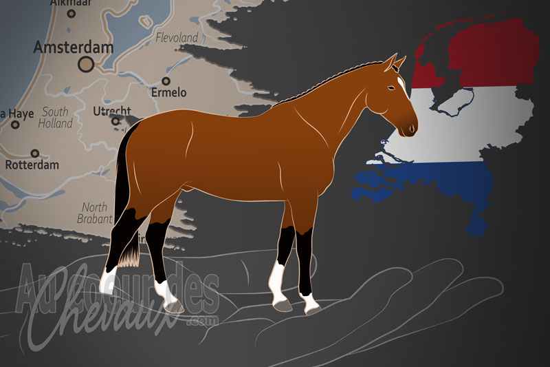 La Royal Stud Book des Pays Bas du Cheval � Sang Chaud, une organisation qui g�re le cheval kwpn aux pays bas