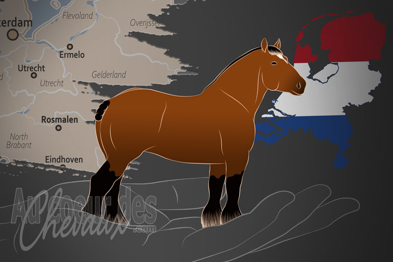 L'Association Royale � Le Cheval de Trait Hollandais et le Haflinger �, un organisme de gestion du trait hollandais aux pays bas