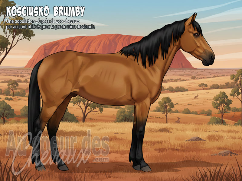 Le Cheval Kosciusko Brumby, le cavalier sauvage des alpes australiennes