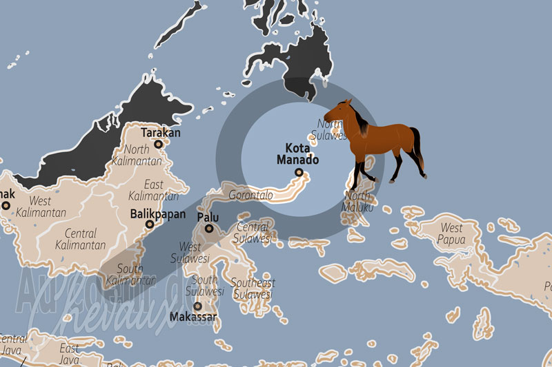 Kota Manado, le cheval au c?ur de la culture minahasa et des traditions de sulawesi du nord