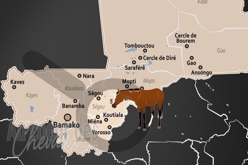 Koutiala, le cheval et l'�ne, piliers de l'�conomie cotonni�re et de la tradition en zone soudanienne